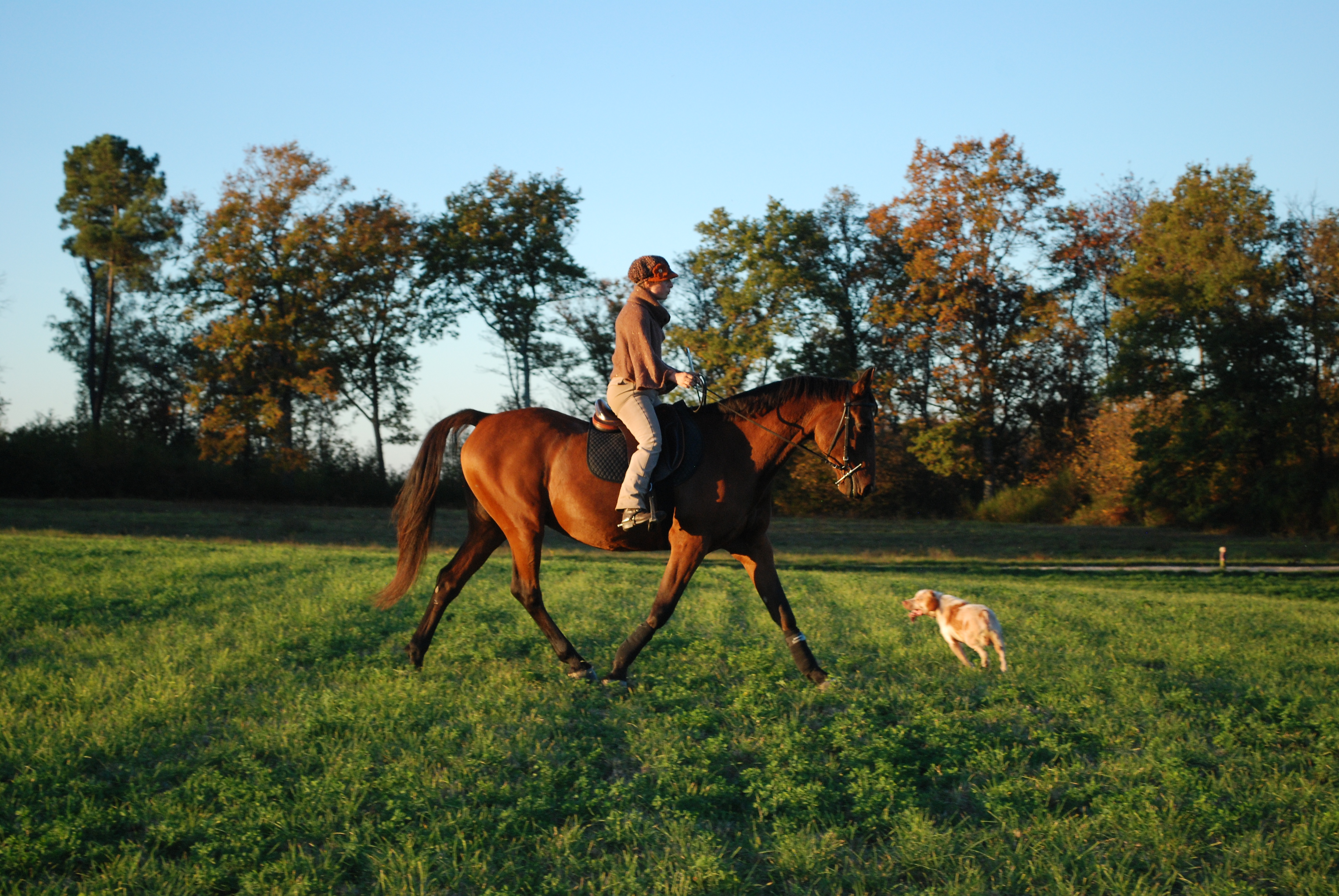La pratique de l'équitation et les sensations de monter à cheval
